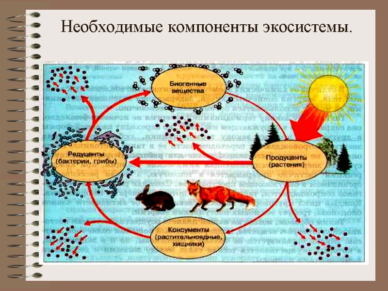 Необходимые компоненты экосистемы.